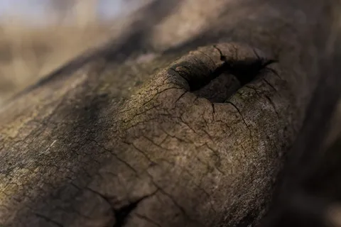 纹理、树、手、皮肤、bokeh、自然、手指、孔 纹理、树、手、皮肤、bokeh、自然、手指、孔