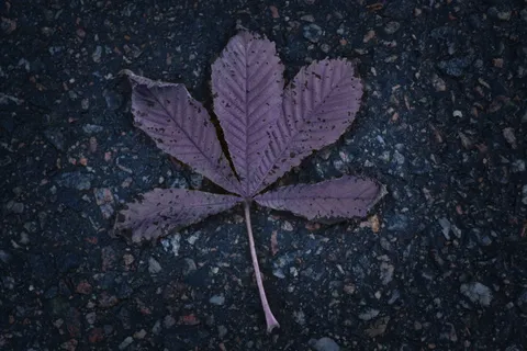 秋天, 图片, 离开, 叶, 特写, 一天, 脆弱, 没有人 秋天, 图片, 离开, 叶, 特写, 一天, 脆弱, 没有人