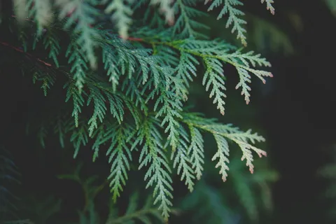 选择性,焦点,绿色,叶子,树,叶子,植物,接近 选择性,焦点,绿色,叶子,树,叶子,植物,接近