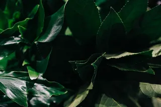 绿色植物叶子的特写镜头