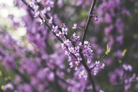 紫色和白色的花