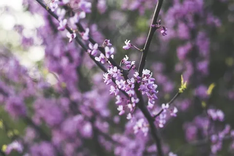 紫色和白色的花