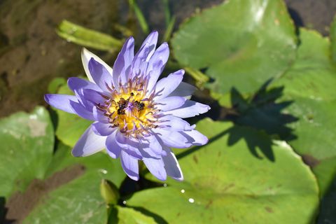莲花，花朵，花朵盛开，蜜蜂在花上，花朵，植物，睡莲，莲花