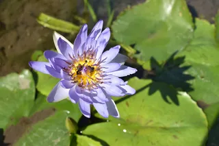 莲花，花朵，花朵盛开，蜜蜂在花上，花朵，植物，睡莲，莲花