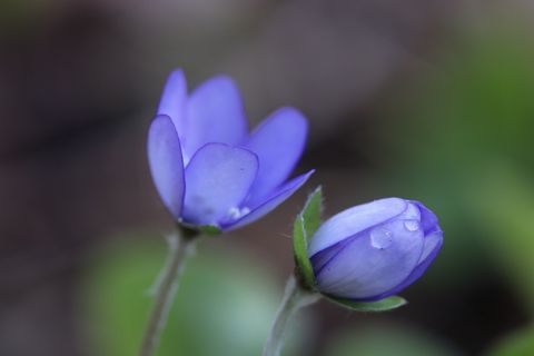布莱维斯,2017年5月,维斯特福,花卉,开花植物,脆弱性,脆弱性,新鲜度 布莱维斯,2017年5月,维斯特福,花卉,开花植物,脆弱性,脆弱性,新鲜度