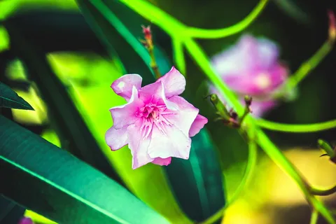 湖,花园,极简主义,自然,自然,花,花 湖,花园,极简主义,自然,自然,花,花