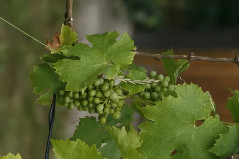 葡萄酒,席,葡萄,葡萄,葡萄栽培,白葡萄,葡萄园,绿色 葡萄酒,席,葡萄,葡萄,葡萄栽培,白葡萄,葡萄园,绿色