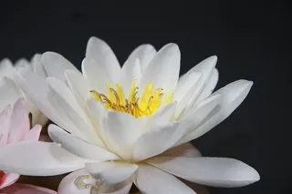 睡莲，黄花，高贵，水生植物，池塘植物，开花，花，开花