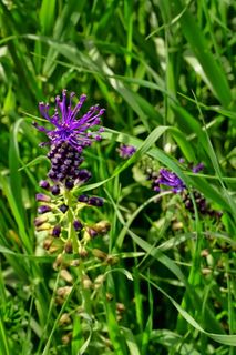 自然，草，未知花，紫罗兰，不完整，植物，花，开花植物