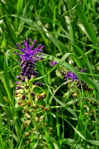 自然，草，未知花，紫罗兰，不完整，植物，花，开花植物