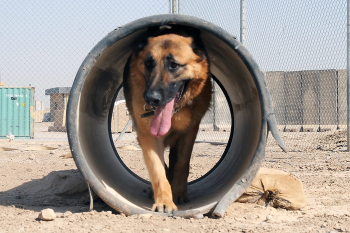 德国牧羊犬，狗，犬类，训练，工作，隧道，障碍，步行