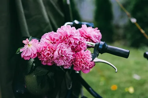 一个女人手里拿着一辆自行车,篮子里有美丽的粉色花朵 一个女人手里拿着一辆自行车,篮子里有美丽的粉色花朵