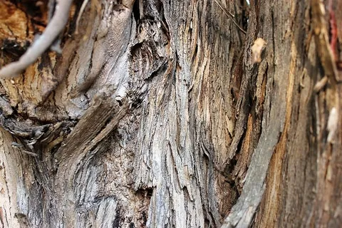 树皮,树,树皮,树干,自然,木材,树干,旧 树皮,树,树皮,树干,自然,木材,树干,旧