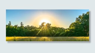 绿色、树木、日出、自然、户外、景观、森林、夕阳