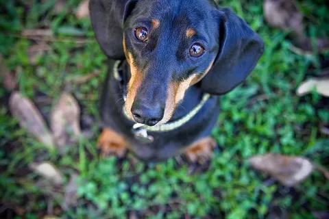 狗,腊肠犬,多谢犬,香肠犬,可爱,动物,悲伤,小狗 狗,腊肠犬,多谢犬,香肠犬,可爱,动物,悲伤,小狗