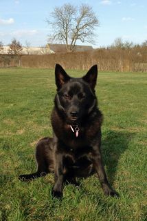 狗，黑色，匹克，丹麦，天然，草，丹麦，昂贵