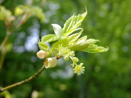 枫树，开花，开花，树，小树林，树叶，幼树，叶子