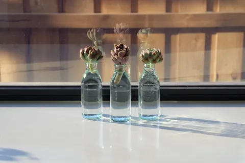 澳大利亚、墨尔本、窗户、家、自然、室内、放松、植物