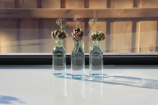 澳大利亚、墨尔本、窗户、家、自然、室内、放松、植物