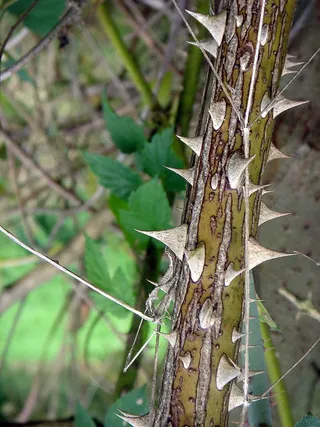 刺，尖锐，覆盆子，疼痛，细节，触摸，树，植物