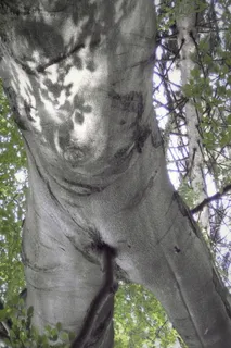 树人，一棵树向后，turnov，树，植物，树干，树干，天