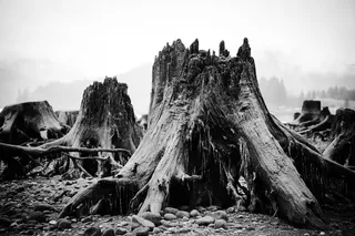 树板的灰度摄影