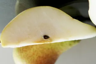 梨，水果，生物，夏末，绿黄色，美味，成熟，水果