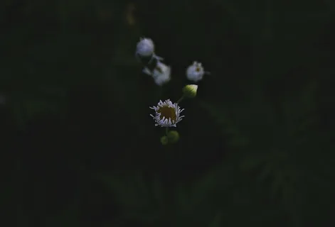 黑色,盛开,花朵,花朵,灰色,花瓣,植物,花 黑色,盛开,花朵,花朵,灰色,花瓣,植物,花