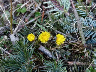 Tussilago Farfara, 花, 开花, 黄色, tussilago, 复合材料, 菊科