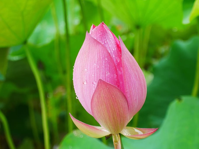 植物，莲花，雨水，湖北，武汉，花卉，开花植物，生长