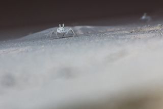 螃蟹，夜景摄影，微距，选择性聚焦，特写，钻石-宝石，戒指，无人