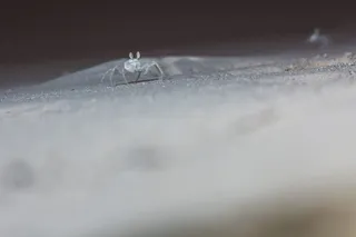 螃蟹，夜景摄影，微距，选择性聚焦，特写，钻石-宝石，戒指，无人