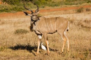 库杜，动物世界，南非，动物，野生动物，大库杜，自然，野生