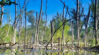树木、水、景观、自然、生物区、绿化、植物、树木