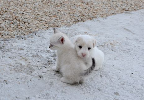 怀特、小狗、小猫、户外、狗猫、拥抱、温柔、共谋