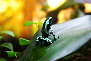 青蛙、热带、异国情调、两栖动物、池塘、绿色、自然、蟾蜍