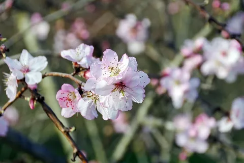 佩斯科、波斯李、菲奥里·迪·佩斯科、花朵、宝石、白色、玫瑰、花朵 佩斯科、波斯李、菲奥里·迪·佩斯科、花朵、宝石、白色、玫瑰、花朵