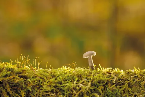 关闭, 照片, 白色, 蘑菇, 成长, 绿色, 苔藓, 秋季 关闭, 照片, 白色, 蘑菇, 成长, 绿色, 苔藓, 秋季