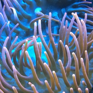 近景，照片，棕色，粉色，海藻，水族馆，水，海