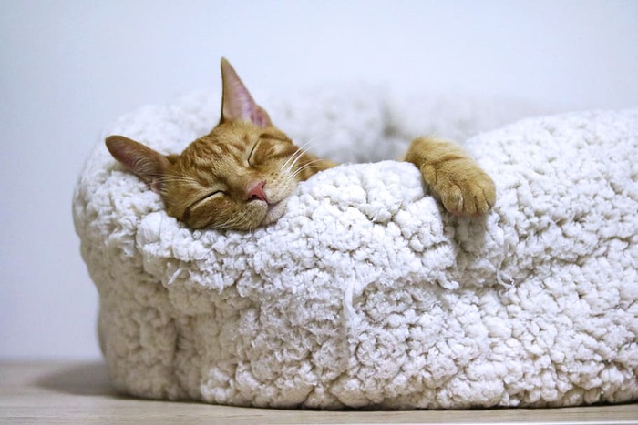 橙色斑猫睡在白色宠物床上