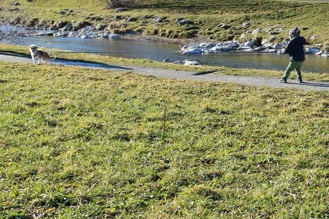 动物，狗，玩，去散步，草地，去，皮带，长皮带