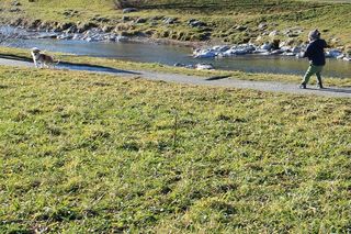 动物，狗，玩，去散步，草地，去，皮带，长皮带