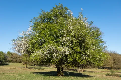 果树开花,苹果花,苹果树,花,开花,果树,开花,苹果树开花 果树开花,苹果花,苹果树,花,开花,果树,开花,苹果树开花
