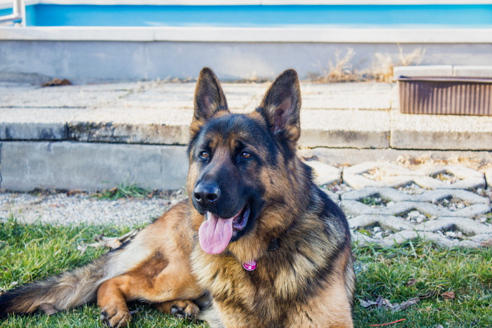 德国牧羊犬，狗，狗，动物，狗，正在看，né，宠物，忠诚