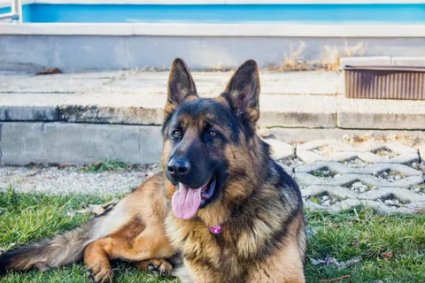 德国牧羊犬,狗,狗,动物,狗,正在看,né,宠物,忠诚 德国牧羊犬,狗,狗,动物,狗,正在看,né,宠物,忠诚