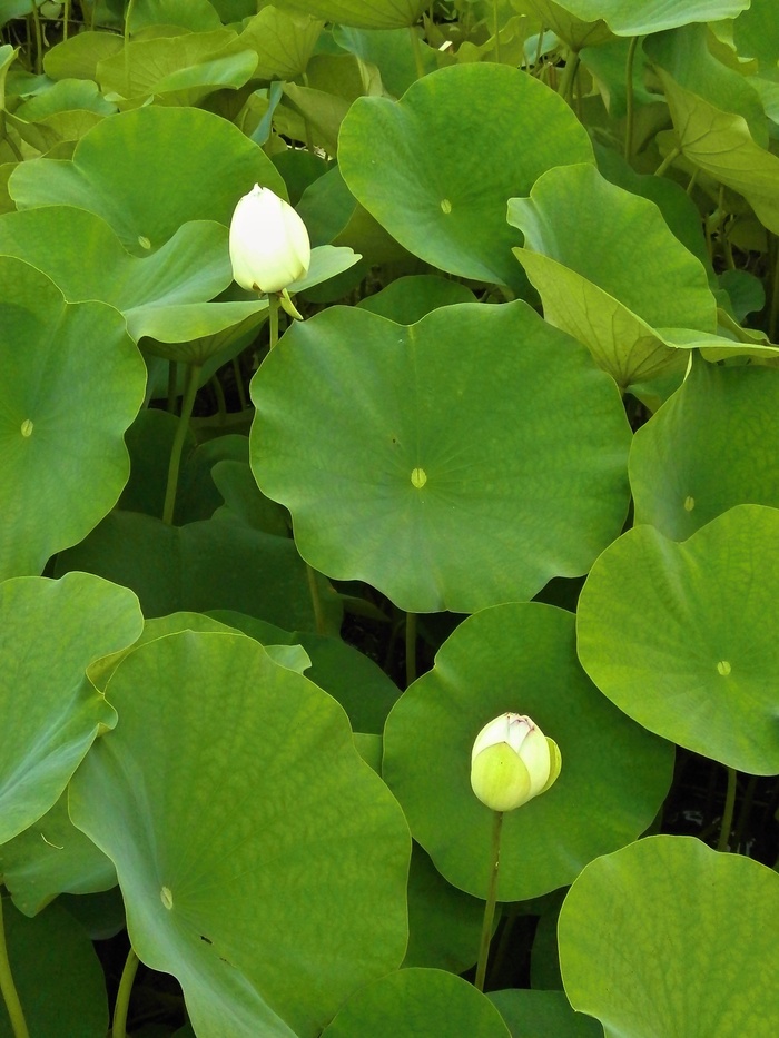 莲花、荷叶、芽、水生植物、池塘、叶子、植物部分、绿色