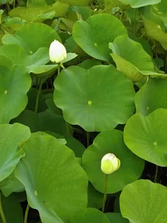 莲花、荷叶、芽、水生植物、池塘、叶子、植物部分、绿色 莲花、荷叶、芽、水生植物、池塘、叶子、植物部分、绿色