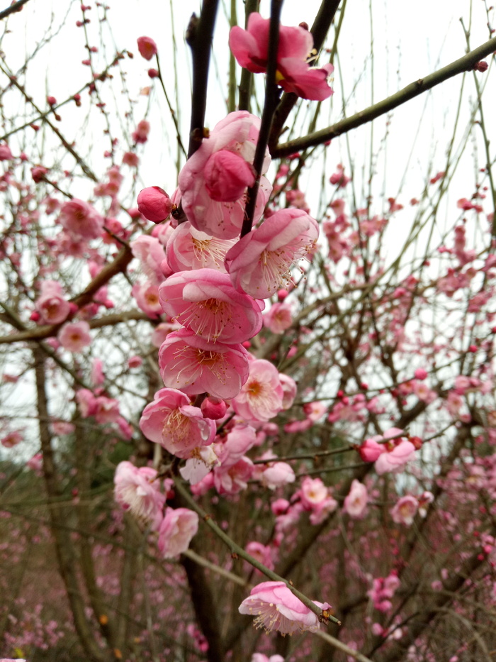 花，粉色，梅花，春天，粉色，花，树，生长
