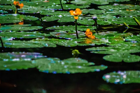 植物,花朵,花朵,百合,池百合,鱼,动物,羽扇豆 植物,花朵,花朵,百合,池百合,鱼,动物,羽扇豆