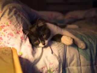 意大利，罗马，哺乳动物，家养，宠物，家养动物，动物主题，动物